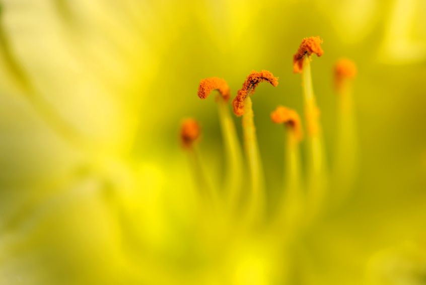Dealing with Pollens